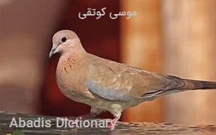 موسی کوتقی
